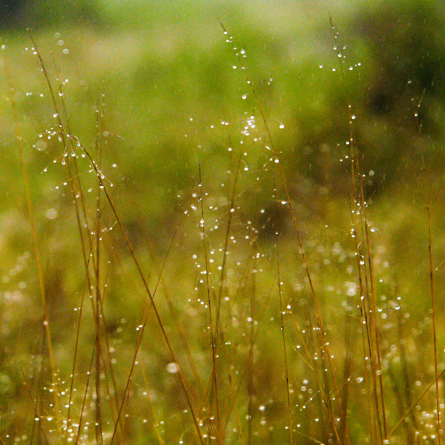 Grass sparkles Photograph by Alistair Lyne