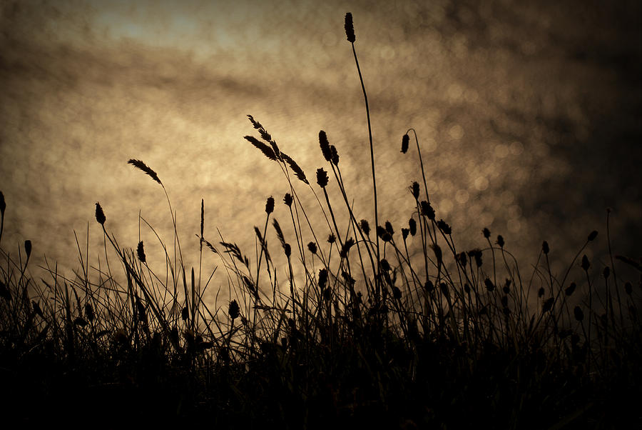 Grass Stalk Photograph by Chevy Fleet