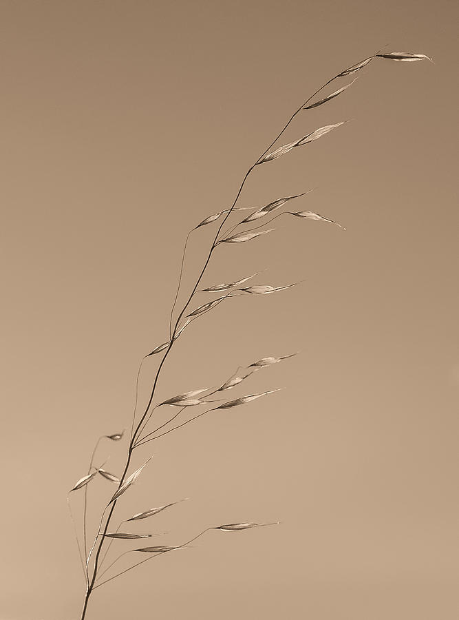 Grass Stalk  Photograph by Joseph Smith