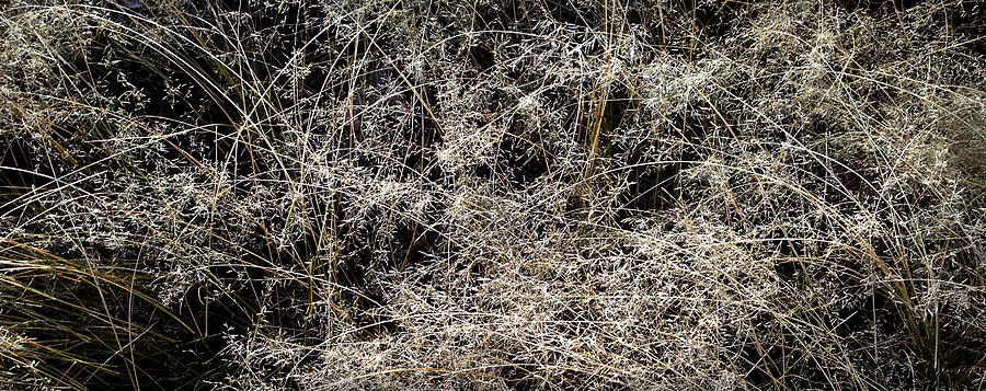 Grass Stalks Photograph by Peter Cutler