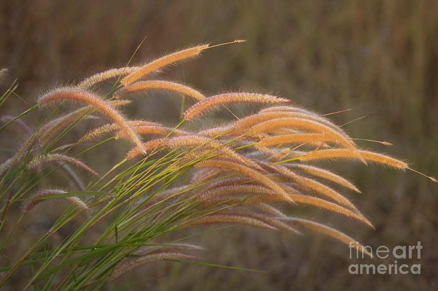 Nature Photograph - Grass together in a group by Tosporn Preede