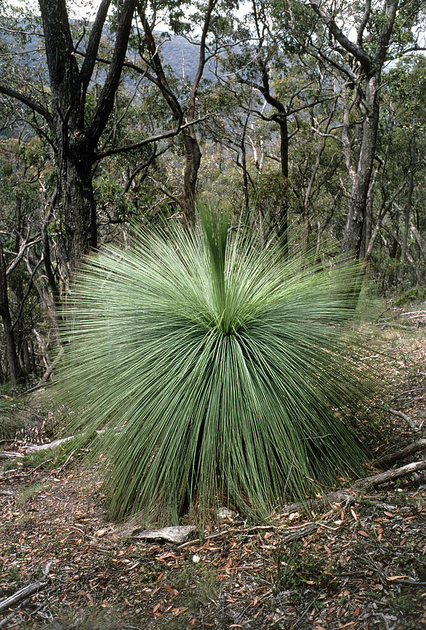 Grass Tree Photograph by Dr Jeremy Burgess/science Photo Library