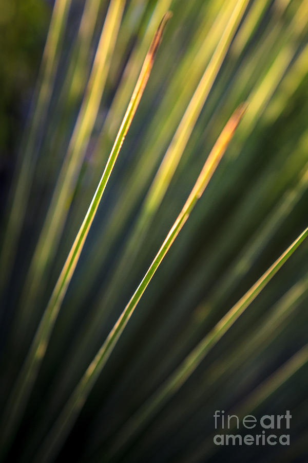 Nature Photograph - Grass Tree Green Abstract by Silken Photography