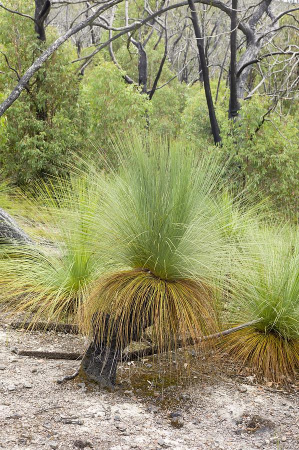 Grass trees (Xanthorrhoea) after fire Photograph by Science Photo ...