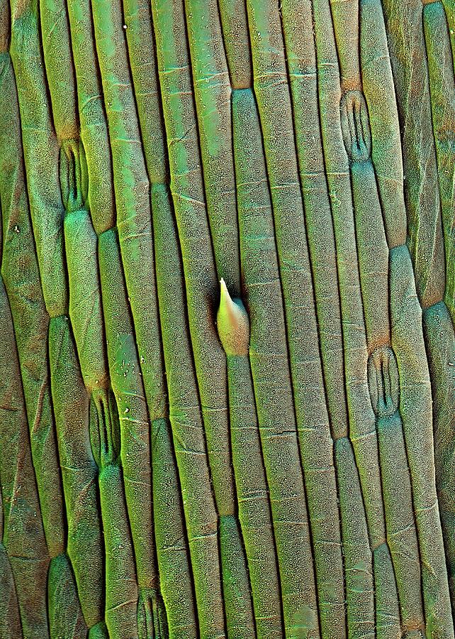 Grass Trichome And Stomata Photograph by Stefan Diller
