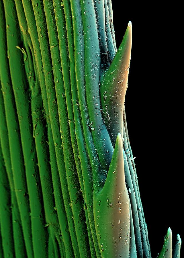 Grass Trichomes Photograph by Stefan Diller