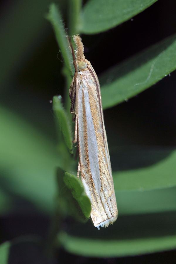 Grass-Veneer Moth Photograph by Doris Potter