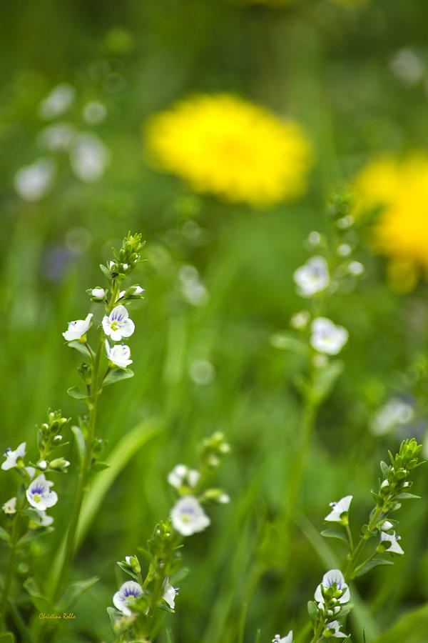 Grass Wildflowers Photograph by Christina Rollo