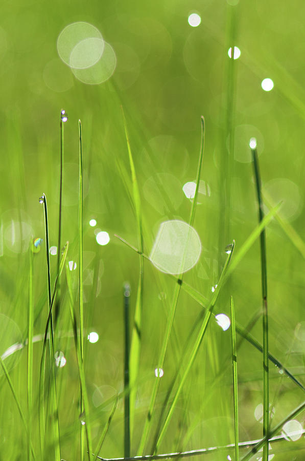 Grass With Morning Dew Photograph by Chasing Light Photography Thomas Vela