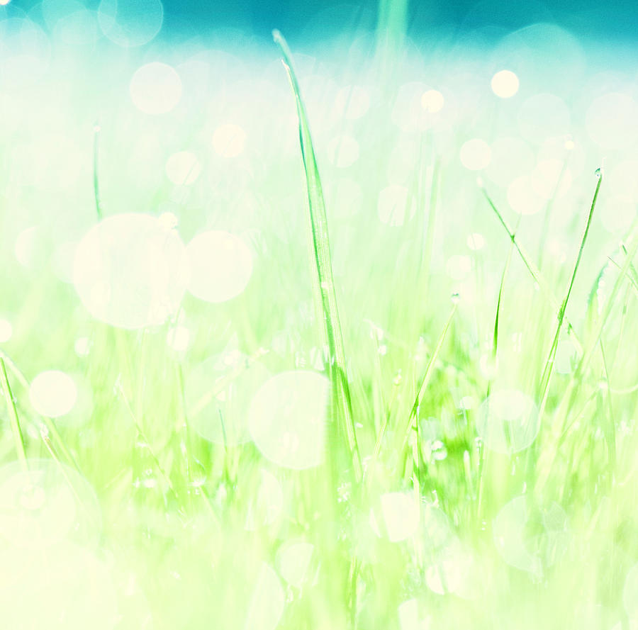 Grass With Natural Bokeh Photograph by Catlane