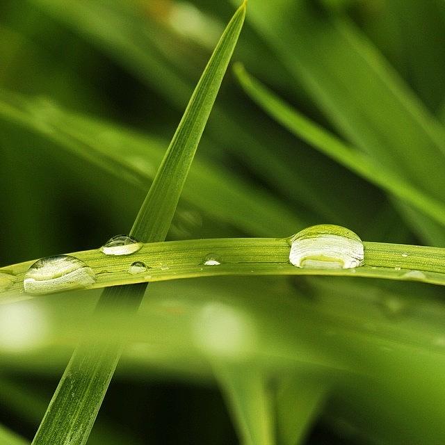Grass With Raindrops Photograph by Luisa Azzolini