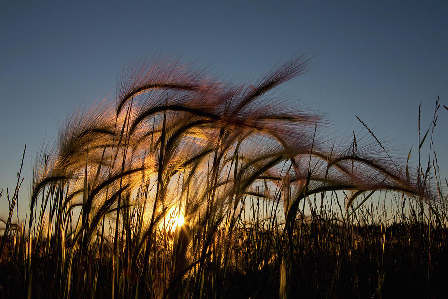 Grass With Sun Shining Through Photograph by Richard Wear / Design Pics