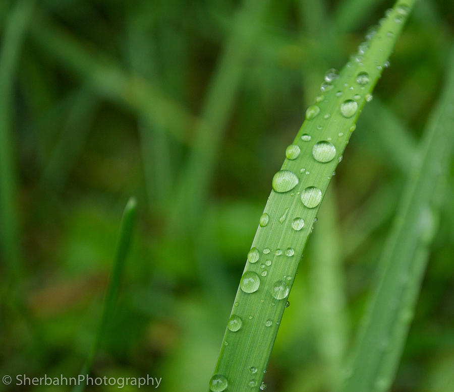 Grassblade Photograph By James Sherbahn - Fine Art America