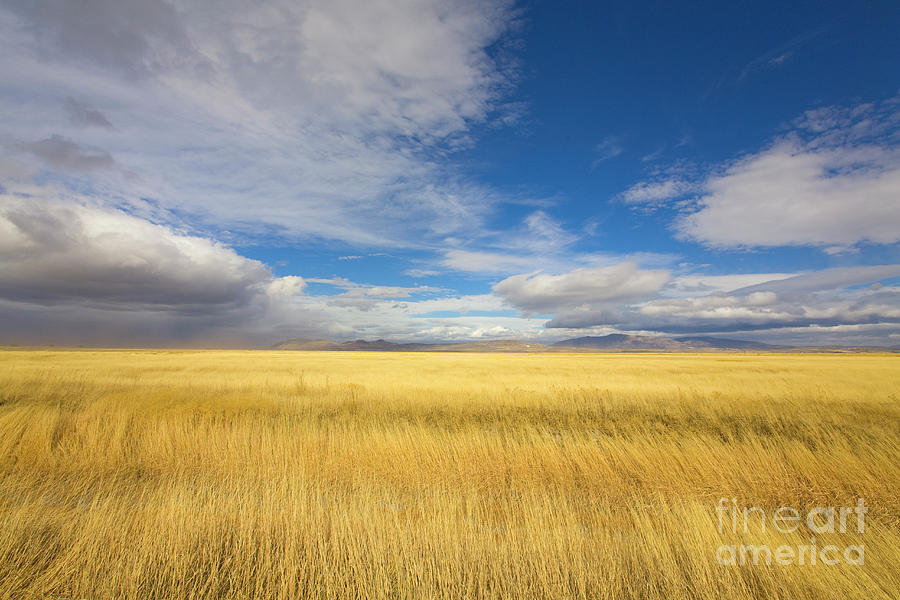 Klamath Basin Grasses And Clouds Photograph by Yva Momatiuk John Eastcott