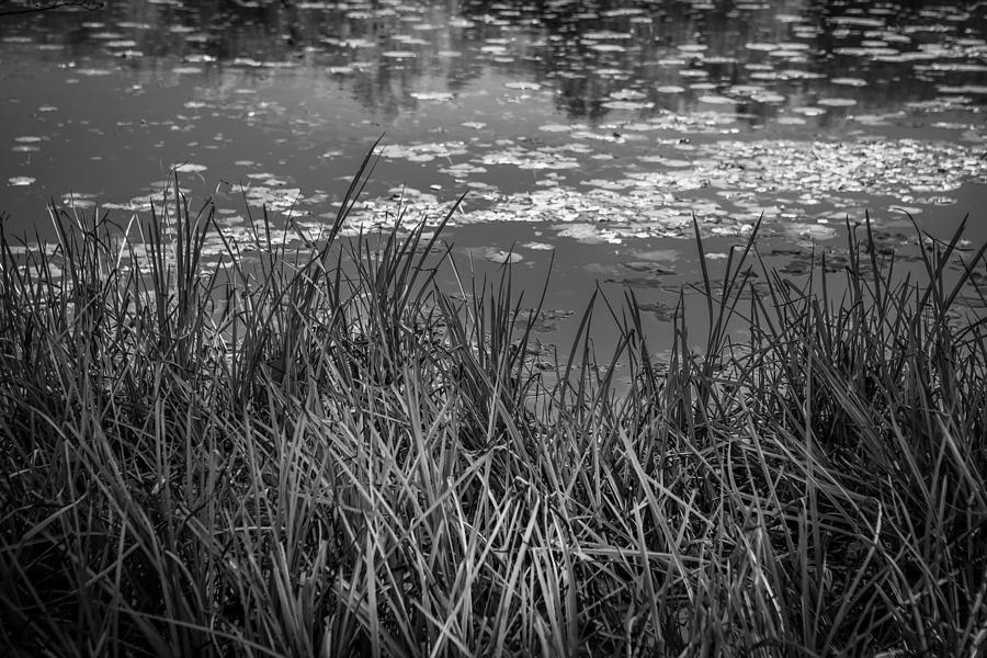 Grasses and Lily Pads Lake Emma Rockaway Township NJ Painted BW   Photograph by Rich Franco