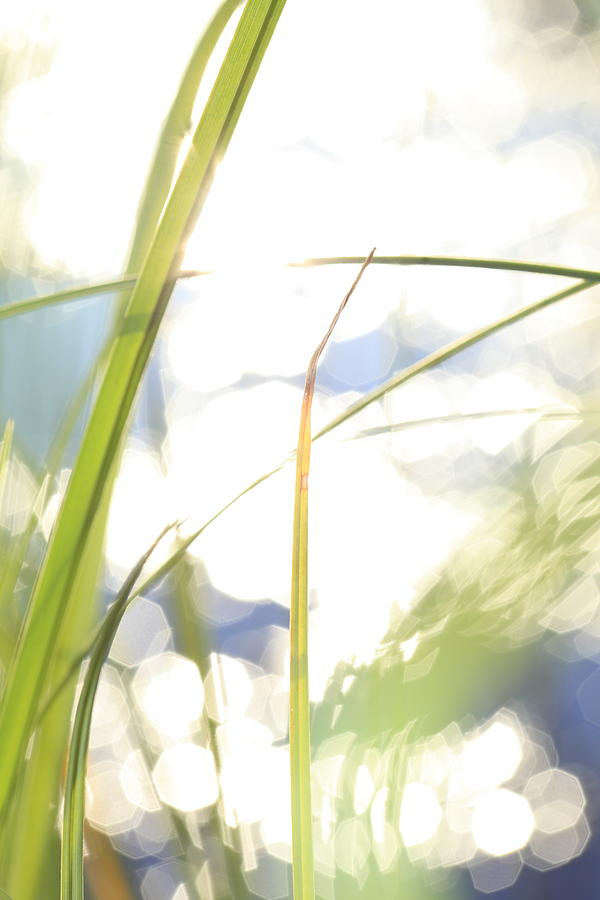 Grasses and sun reflections - high key - available for licensing Photograph by Ulrich Kunst And Bettina Scheidulin