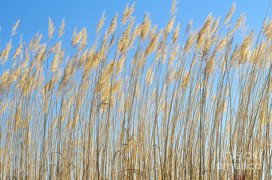 Grasses Photograph by Art Wolfe - Fine Art America