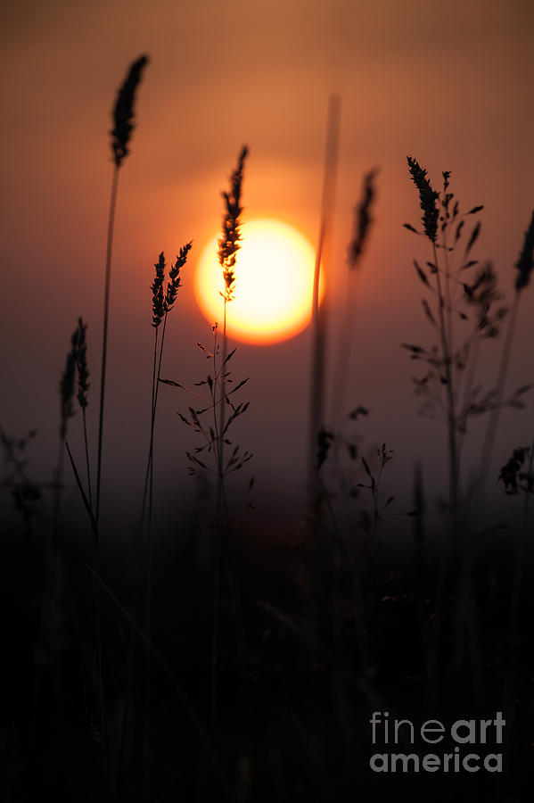 Grasses At Sunset Photograph by Jan Bickerton