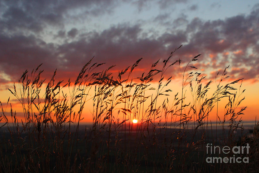 Grasses At Sunset Photograph By Mandy Jervis   Fine Art America