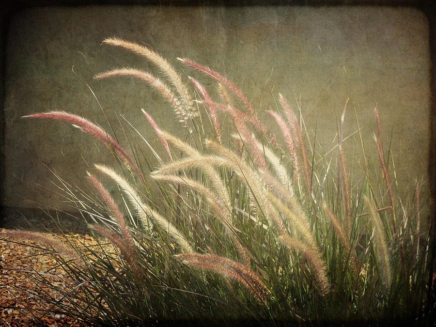 Grasses in Beauty Photograph by Lucinda Walter