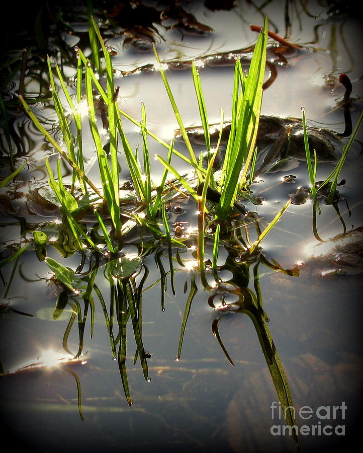 Grasses in Water Photograph by Leone Lund
