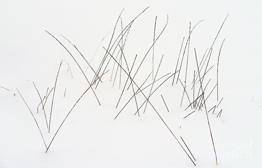 Winter Photograph - Grasses in Winter by John Chatterley