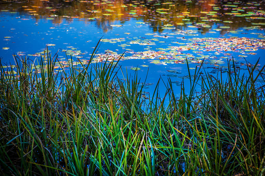 Grasses Lily Pads Lake Emma Rockaway Township NJ Painted  Photograph by Rich Franco