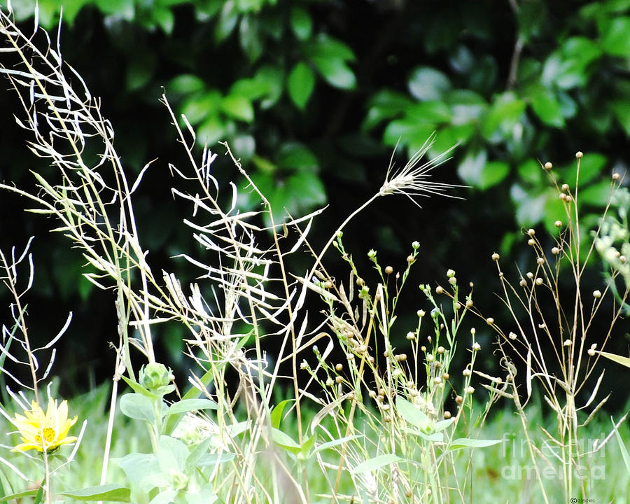 Grasses Photograph