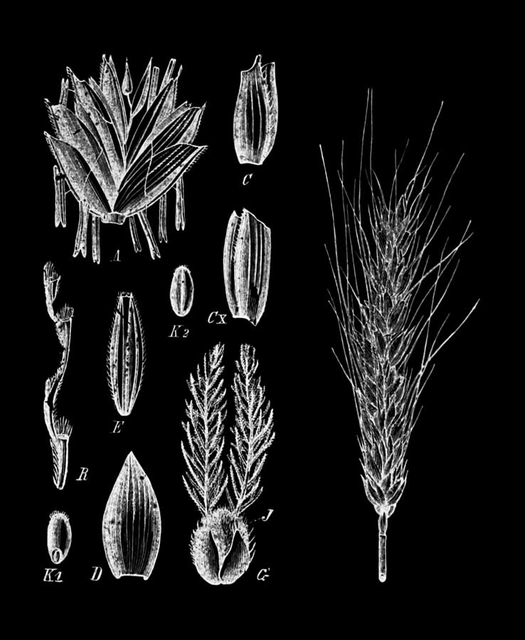 Grasses On Black Photograph by Suzanne Powers