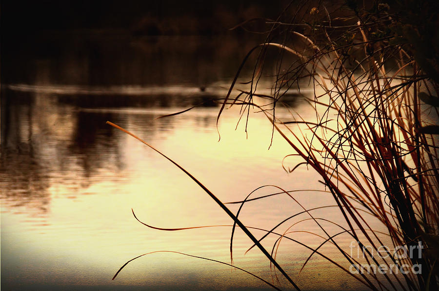 Grasses Over Lake Photograph by Norma Warden