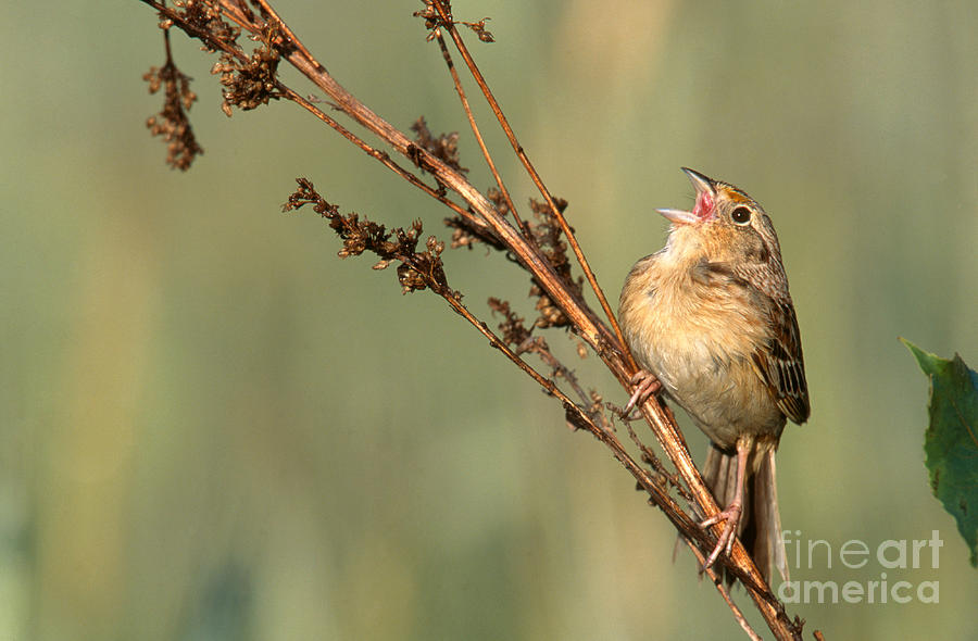 Grasshoper Sparrow Photograph by Jim Zipp