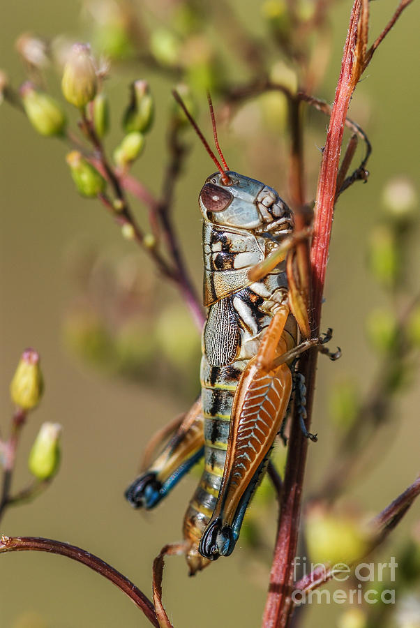 Grasshopper 1 Photograph by Al Andersen