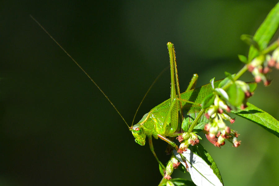Grasshopper Photograph - Grasshopper #1 by Beth Venner