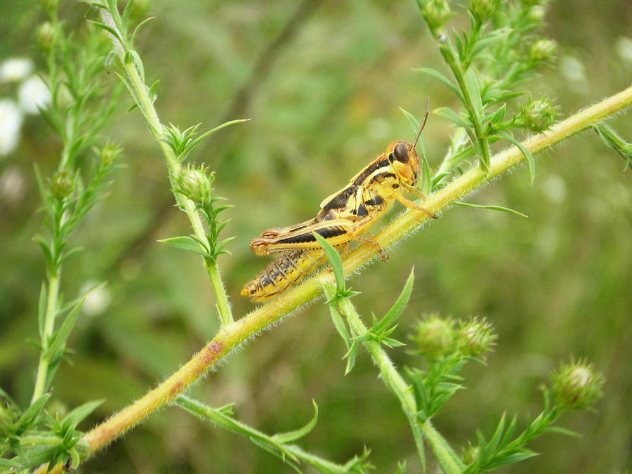 Grasshopper Photograph - Grasshopper by Amanda Bobb