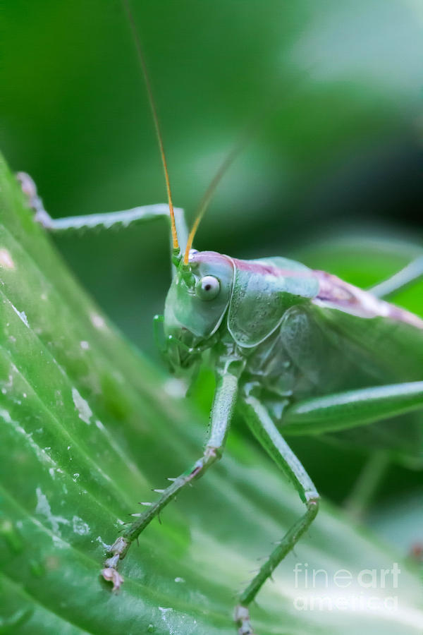 Grasshopper Photograph by Amanda Mohler
