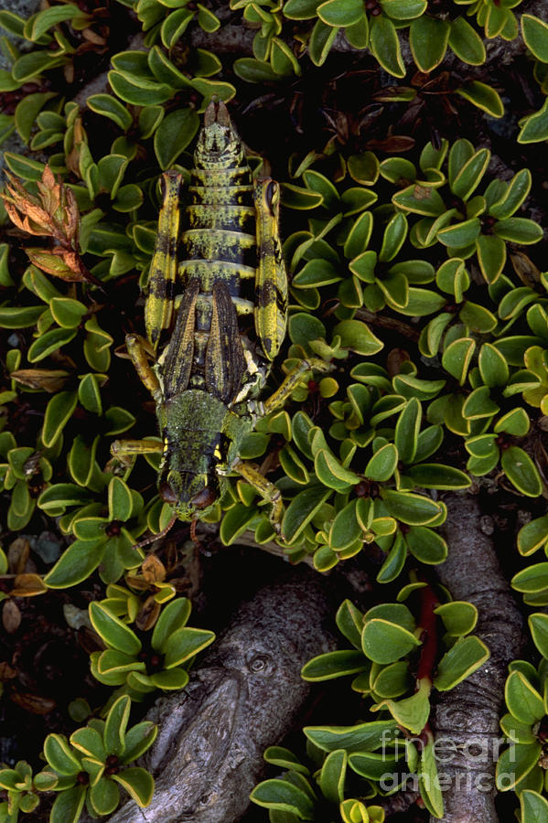 Grasshopper Photograph by Art Wolfe