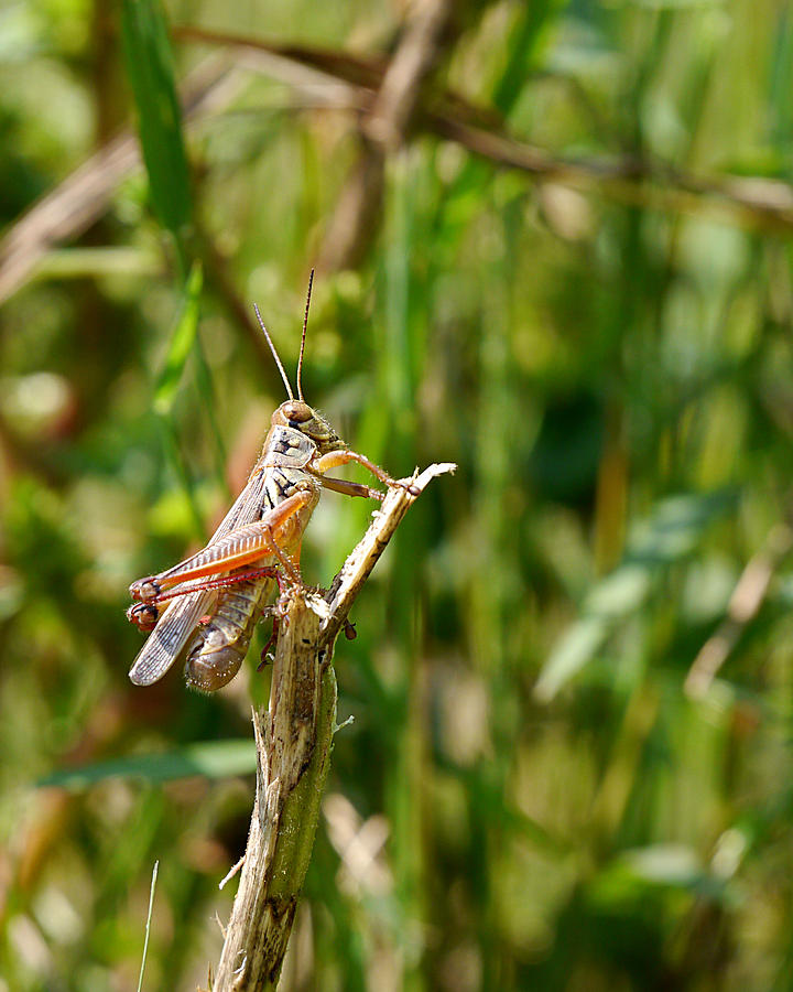 Grasshopper - Basking in the Autumn Sun Photograph by Richard Reeve