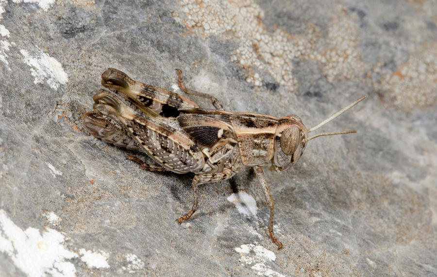Grasshopper Calliptamus Barbarus Juvenile Photograph by Nigel Downer