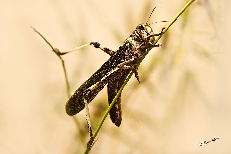 Grasshopper Photograph by Christine Sponchia
