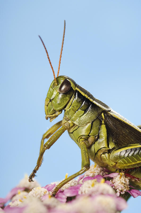 Grasshopper Close Up Photograph By Thomas Kitchin And Victoria Hurst Pixels