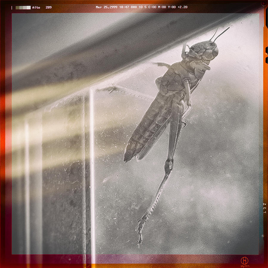 Grasshopper Photograph by Darius Aniunas