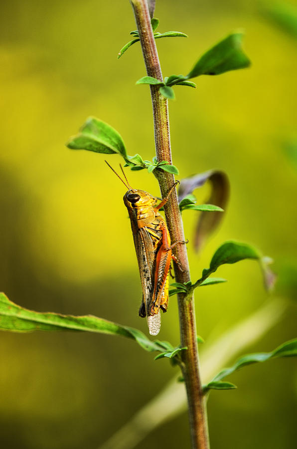 Grasshopper Days Photograph by Sue Capuano