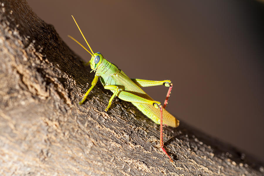 Grasshopper Photograph by Del Duncan