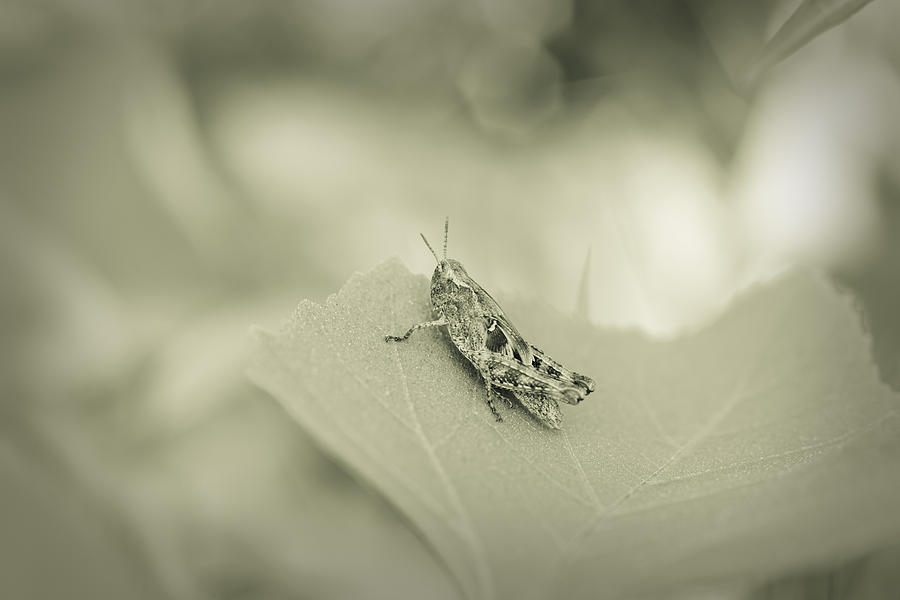 Grasshopper - Dreamers Garden Series Photograph by Marco Oliveira
