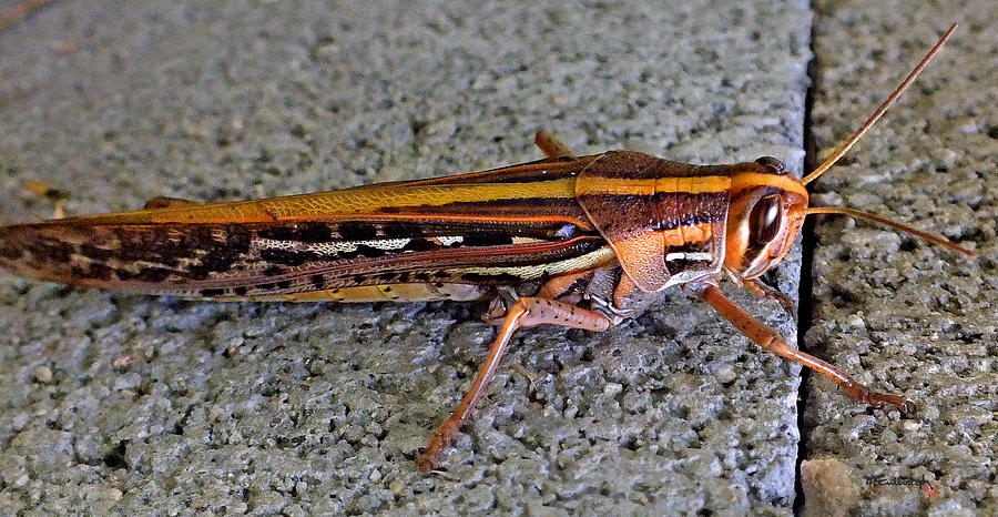 Grasshopper Photograph by Duane McCullough