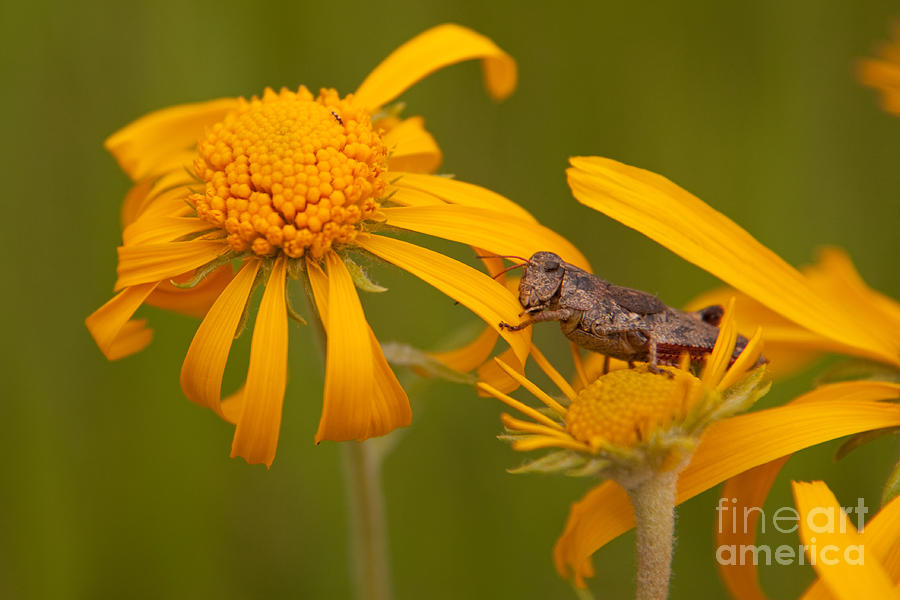 Grasshopper eating Orange Sneezeweed at East Dallas Creek Photograph by Fred Stearns