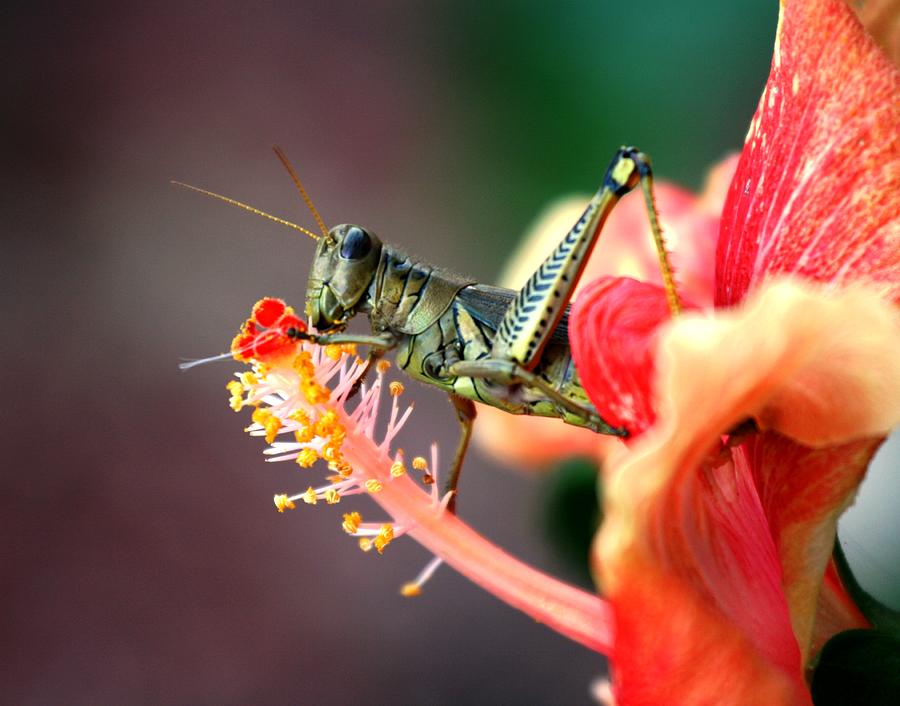 Grasshopper Photograph - Grasshopper Feasting by Lisa Vaccaro