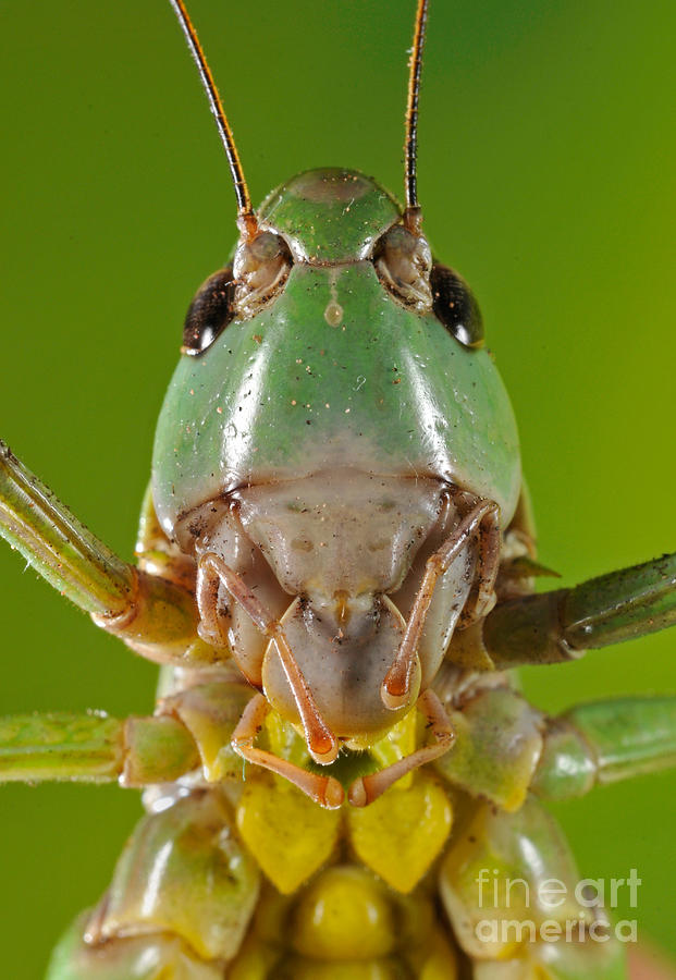 Grasshopper Photograph by Francesco Tomasinelli