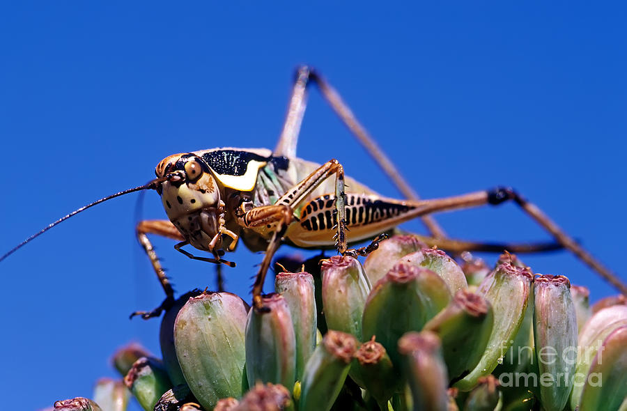 Grasshopper Photograph by George Atsametakis