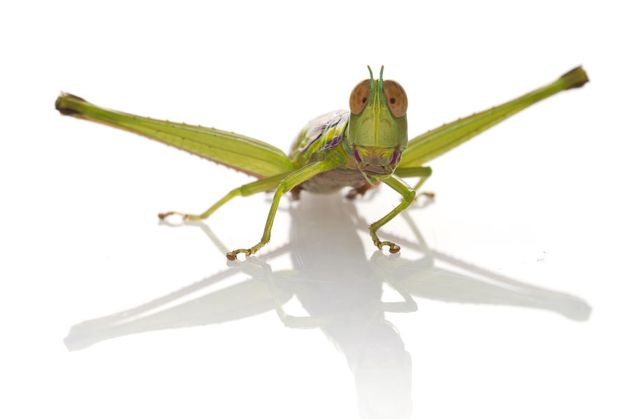 Grasshopper Gorongosa Mozambique Photograph by Piotr Naskrecki